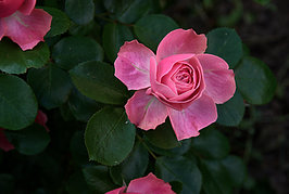 Bernhard Saalfeld - Gartenrose (7v9)